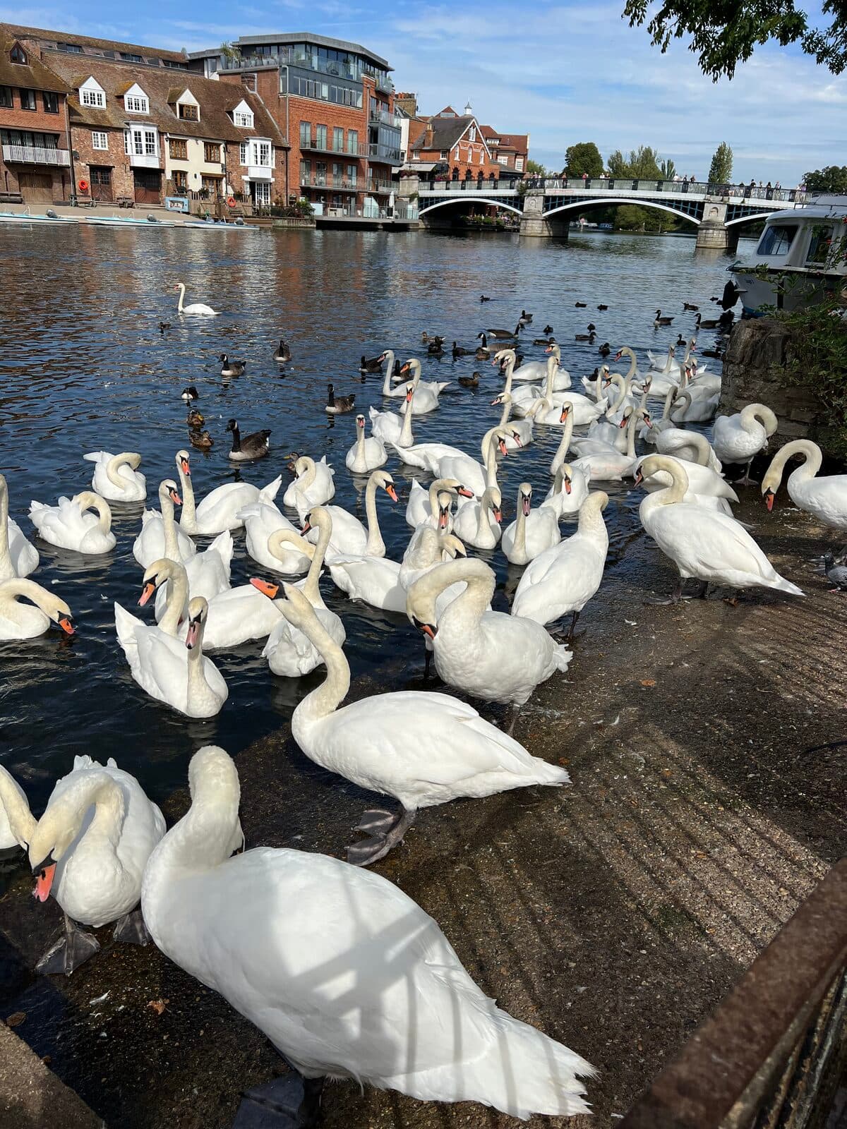 Swans on the Thames at Windsor, with the bridge across to Eton behind